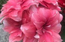 爱游戏官方入口-关于马来西亚队鏖战印尼队，戴资颖惊艳四座的信息