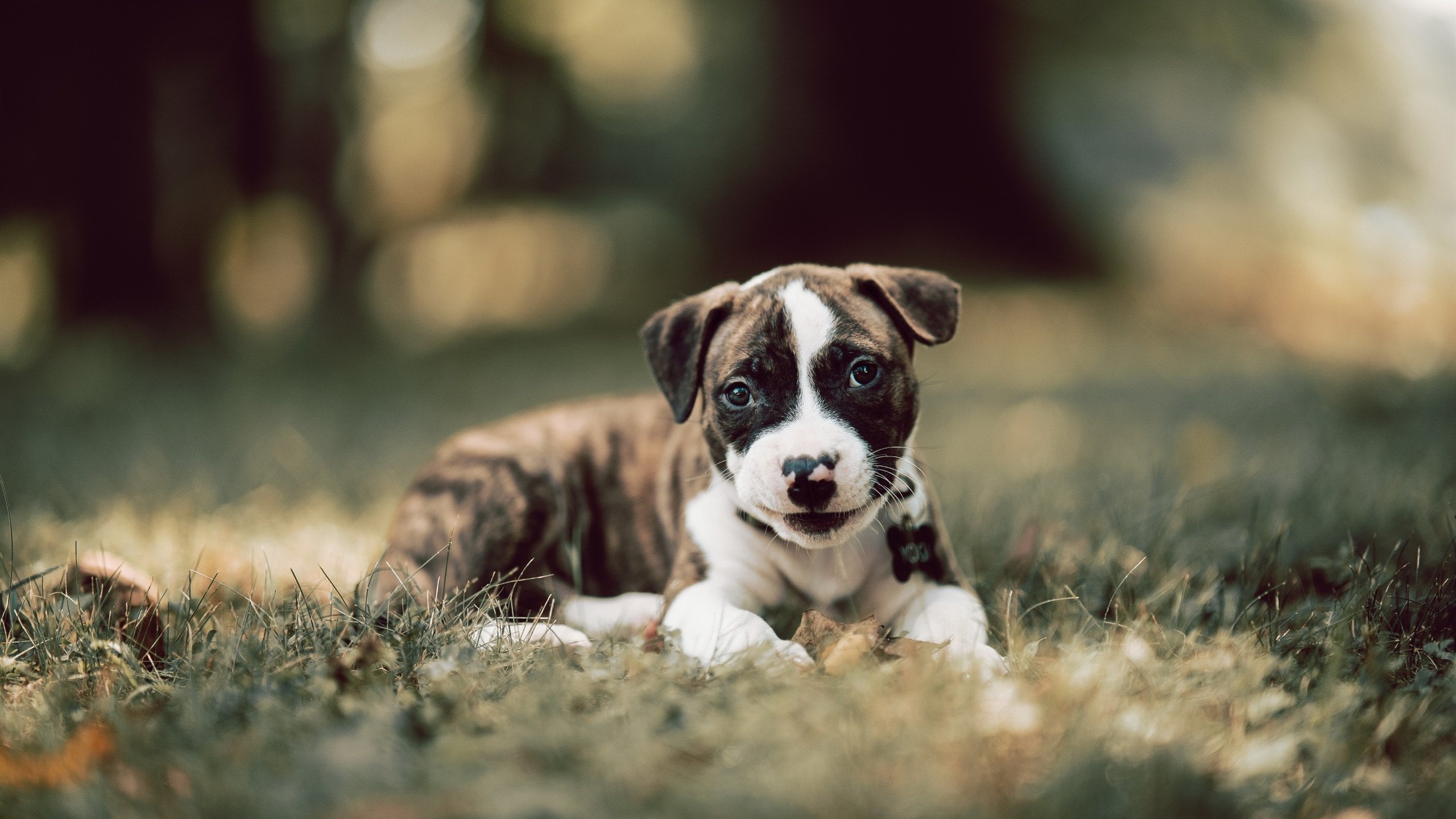 从尼斯到佛罗伦萨,福登如何成为英格兰足球的关键先生